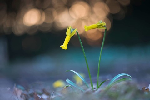 Cyclamen-flowered daffodil (Narcissus cyclamineus) with light reflections