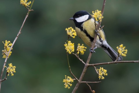 Great tit (Parus major) sits on twig of a Cornelian cherry (Cornus mas)