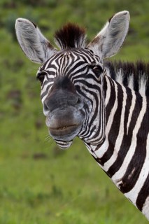 Plains Zebra (Equus quagga)