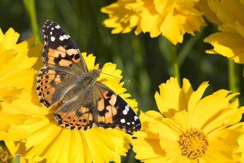 Painted lady (Vanessa cardui) on Tickseed (Coreopsis)