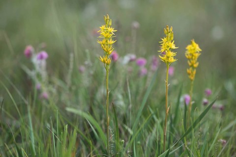 Bog Asphodel (Narthecium ossifragum)