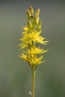 Bog Asphodel (Narthecium ossifragum)