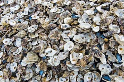 Empty True oystersshells in a breed (Ostreidae)