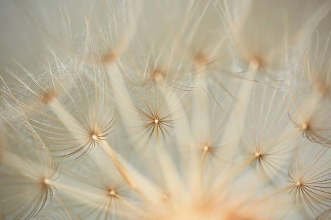 Meadow salsify (Tragopogon pratensis)