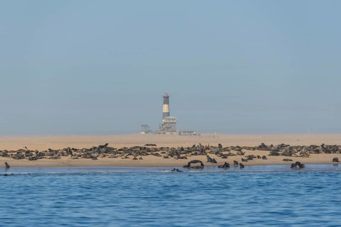 South African Fur Seal (Arctocephalus pusillus)