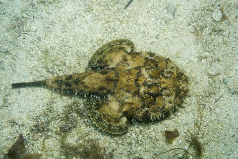 Angler fish (Lophius piscatorius) lies on the sand