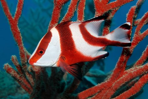 Emperor red snapper (Lutjanus sebae)