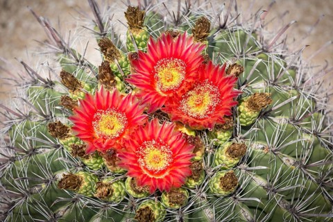 Red flowering Fishhook Barrel Cactus (Ferocactus wislizeni)