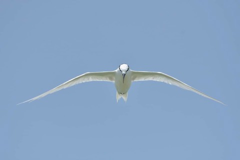 Flying tern frontal