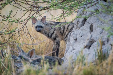 Aardwolf (Proteles cristatus)
