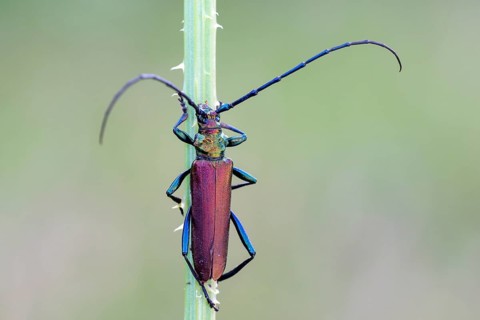Musk beetle (Aromia moschata) at Halm