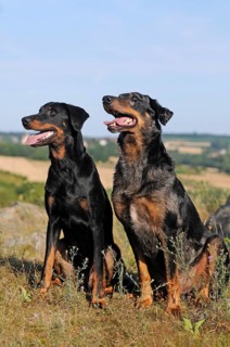 Beauceron bitch and Harlequin Beauceron male dog