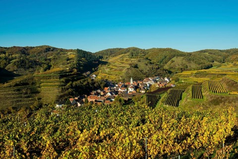 Village in the vineyards in autumn