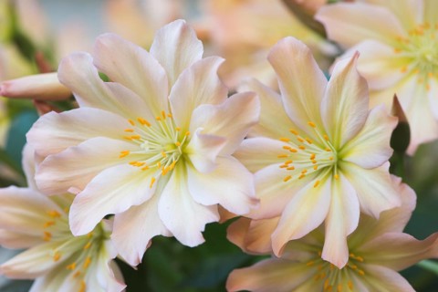 Bitterroot (Lewisia tweedyi)