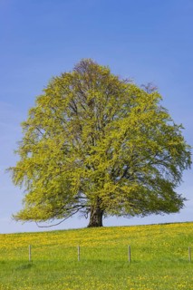 Common beech (Fagus sylvatica) in spring