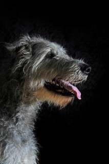 Irish Wolfhound