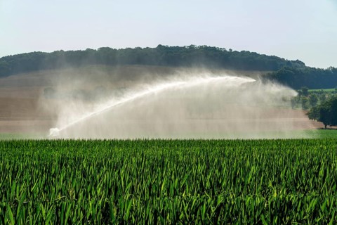 Watering in a field of sunflower