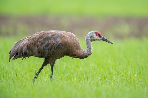 Sandhill crane (Grus canadensis) on field