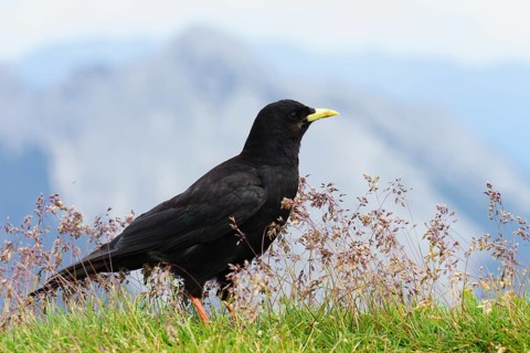 Alpine Chough (Pyrrhocorax graculus)