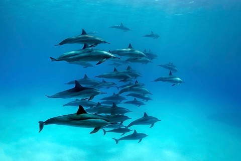 Swarm dolphins spinner dolphin (Stenella longirostris)