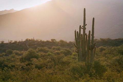 Giant Saguaro (Carnegiea gigantea)