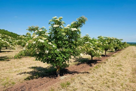 Plantation with Elder (Sambucus nigra)