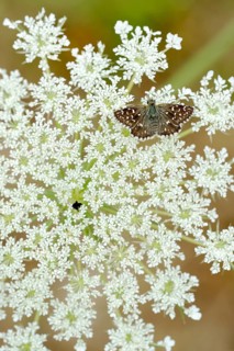 Grizzled Skipper (Pyrgus malvae)