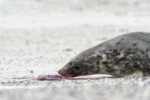 Grey seal (Halichoerus grypus)