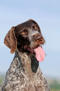 German Wirehaired Pointer