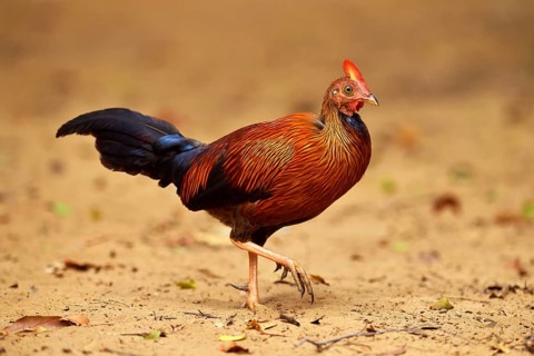 Sri Lankan junglefowl (Gallus lafayetii)