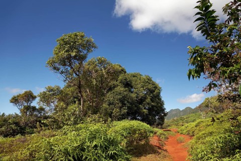 Hiking trail to the Belverdere de Plateau de Taravao lookout point
