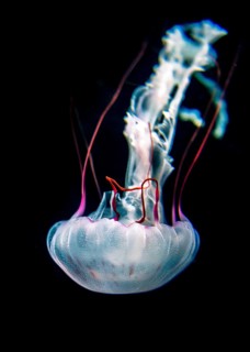 Illuminated purple-striped jellyfish (Chrysaora colorata)