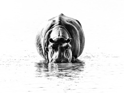 Hippo (Hippopotamus amphibius) is in the water