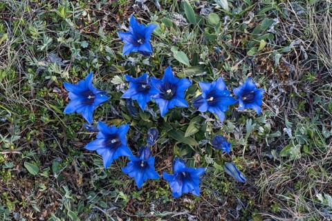 Stalkless gentian (Gentiana clusii)