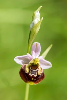 Late spider-orchid (Ophrys fuciflora)
