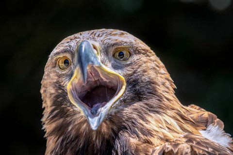 Eastern imperial eagle (Aquila heliaca)