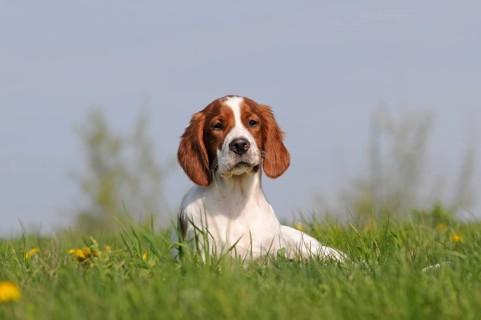 Irish Red and White Setter