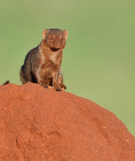 Dwarf mongoose (Helogale parvula) on a termite hill