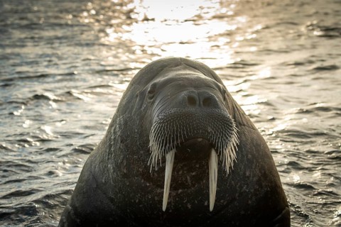 Walrus (Odobenus rosmarus)