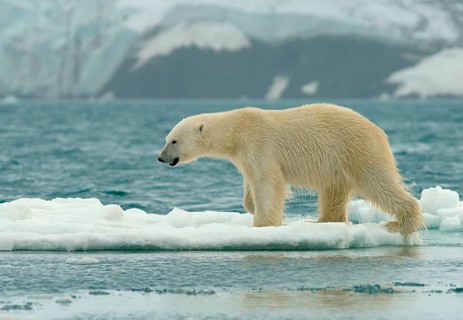 Polar bear (Ursus maritimus) runs over ice floes