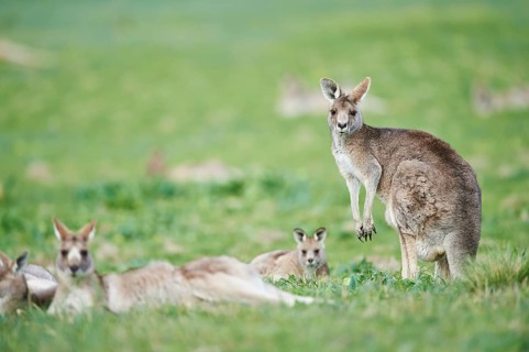 Eastern grey kangaroos (Macropus giganteus) on a meadow