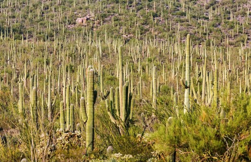 Saguaro (Carnegiea gigantea)