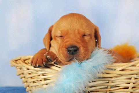 Labrador Retriever