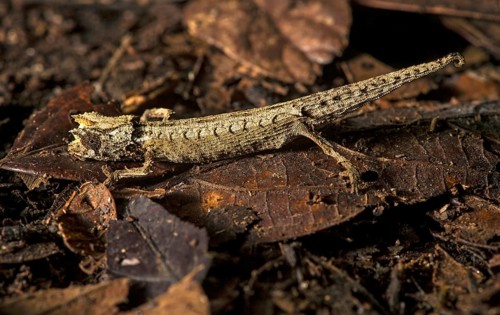 Chameleon (Brookesia thieli)