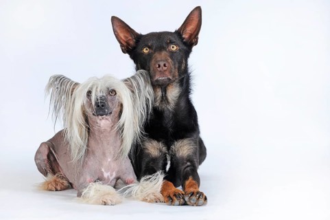 Chinese Crested Hairless Dog