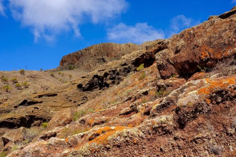 Colourful lichens on volcanic rock