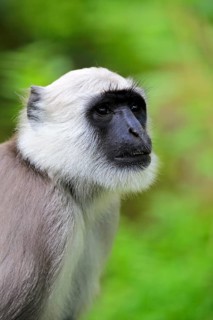 Northern plains gray langur (Semnopithecus entellus)