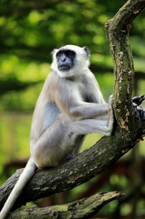 Northern plains gray langur (Semnopithecus entellus)