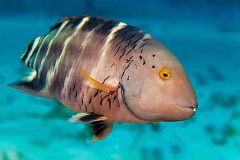 Redbreasted wrasse (Cheilinus fasciatus)