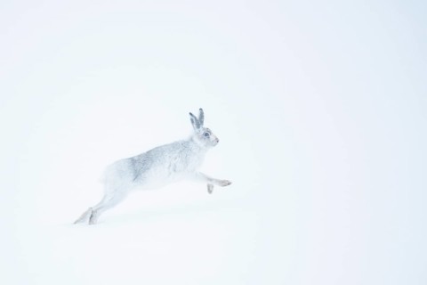 Mountain hare (Lepus timidus) running in snow